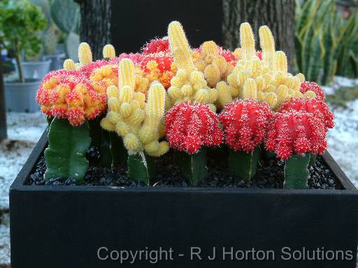 Grafted cactus 